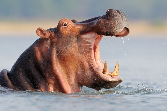 Kruger Park Hippo