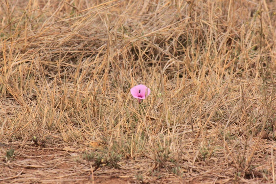 African flora Kruger National Park