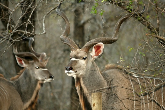 Kruger National Park Antelopes