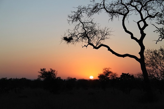 Sunset Game Drives in Kruger National Park 