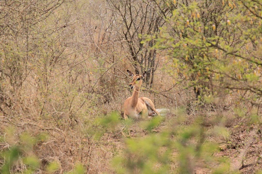 Antelope resting