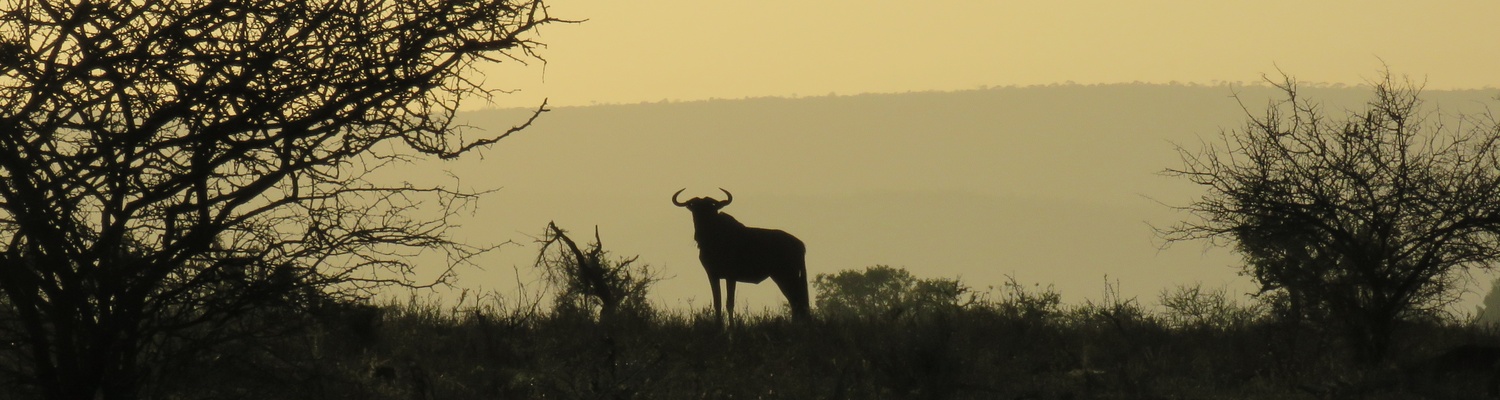 Bush Walk with a Ranger in Kruger National Park