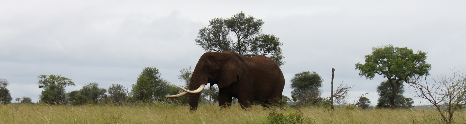 4 Day Grand Kruger Safari Experience