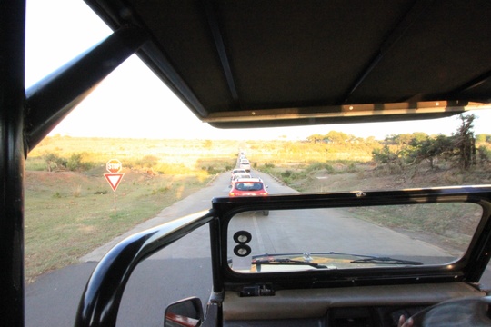 Open Safari Vehicle Game Drives in Kruger National Park