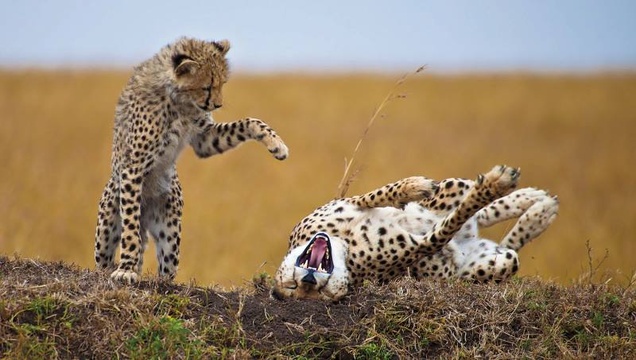 Kruger Park Leopards Playing