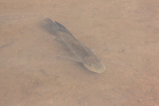 Kruger Park fresh water fish