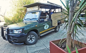 Full Day Game Drive in Kruger National Park