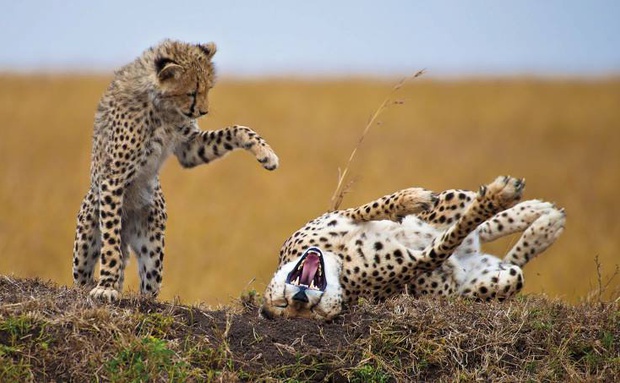 Kruger Park Leopards Playing
