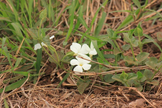 Plant flora in Kruger National Park