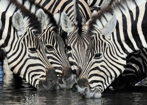 Kruger Park Zebra