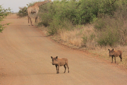 Giraffe crossing road
